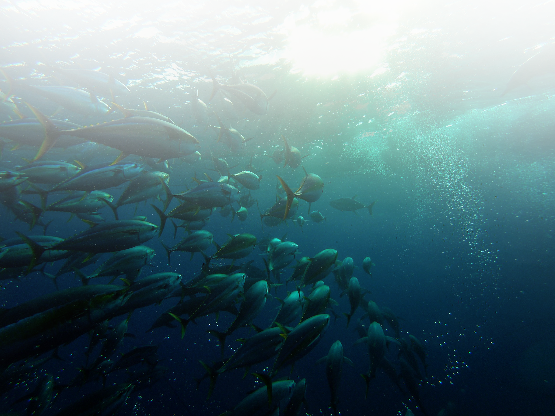 Thunnus bakcground